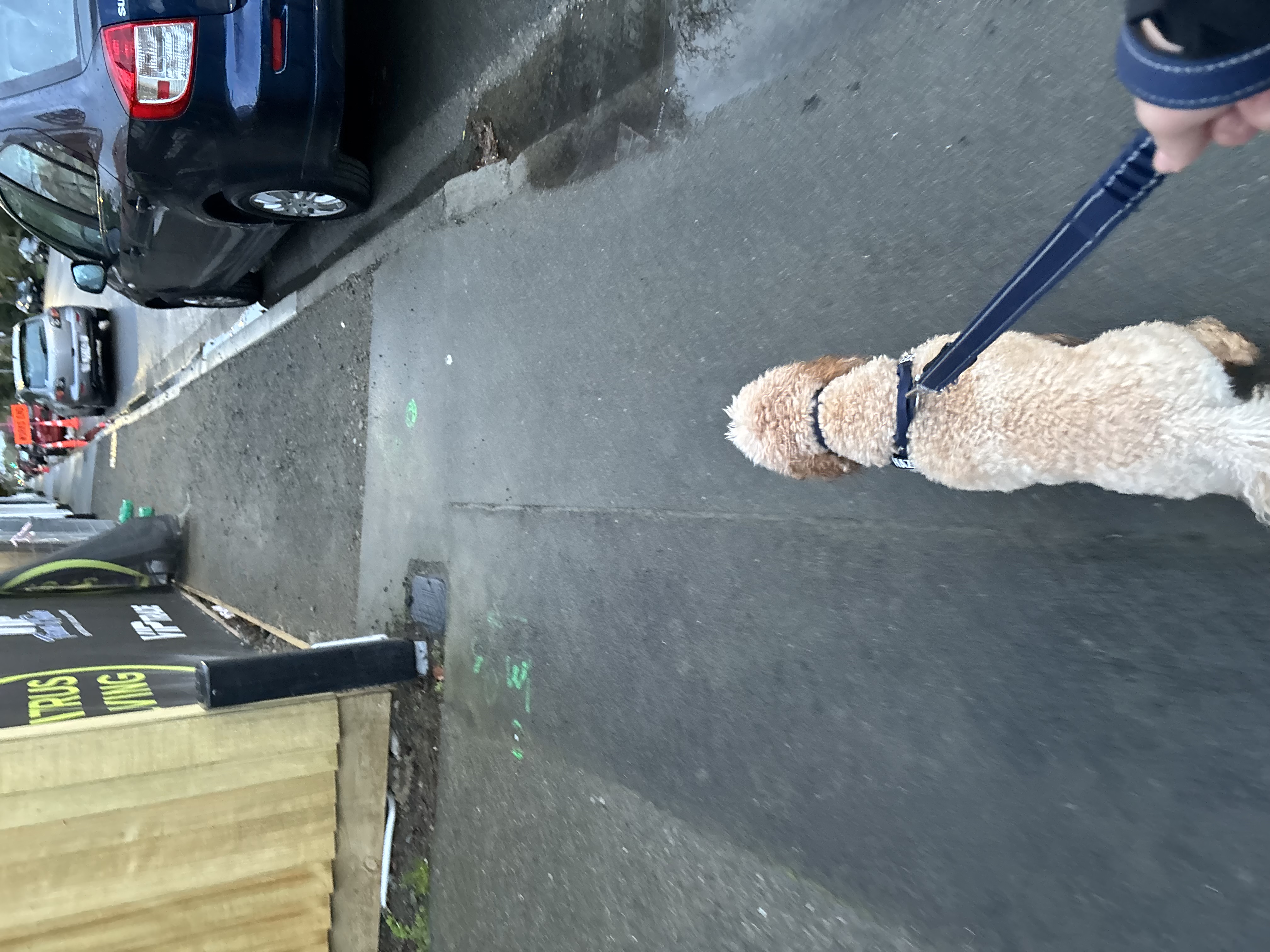 Dog walk